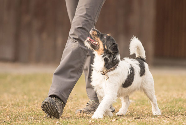 education canine marche au pied