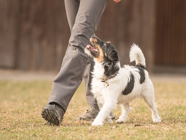 education canine marche au pied