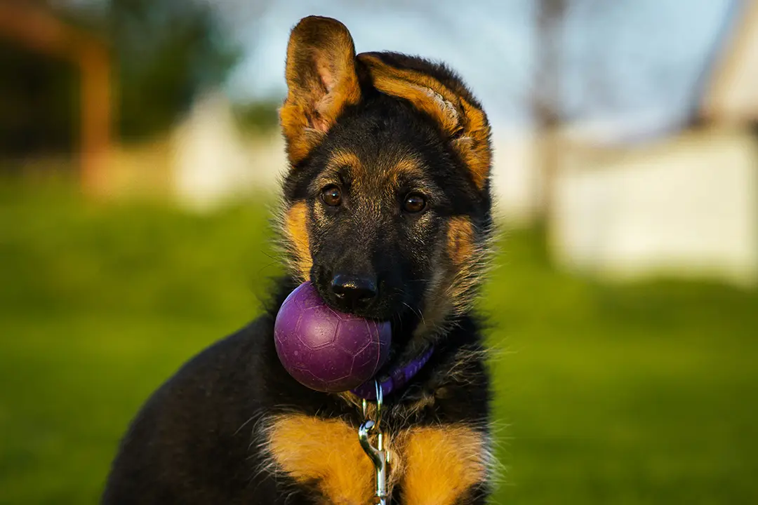 Chien tenant une balle