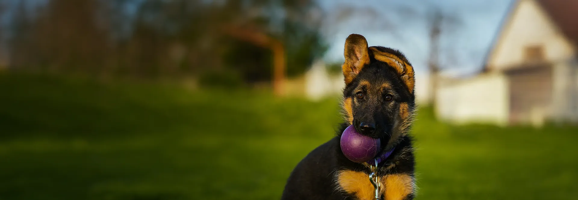 Chien et son maître