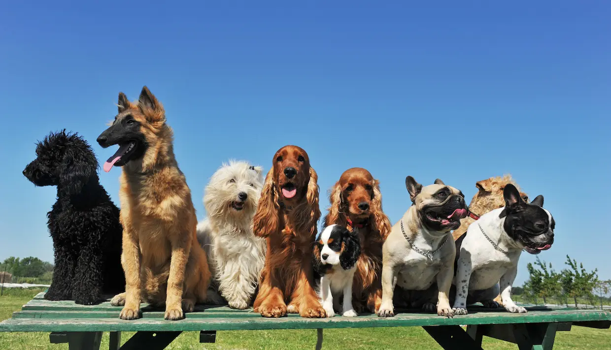 Chiens de plusieurs races différentes